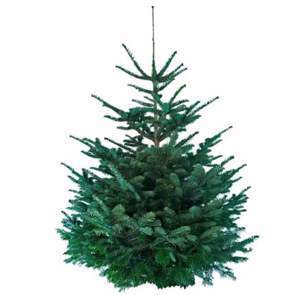 Natürlicher Nordmann-Weihnachtsbaum 160–180 cm, mit Loch im Stamm