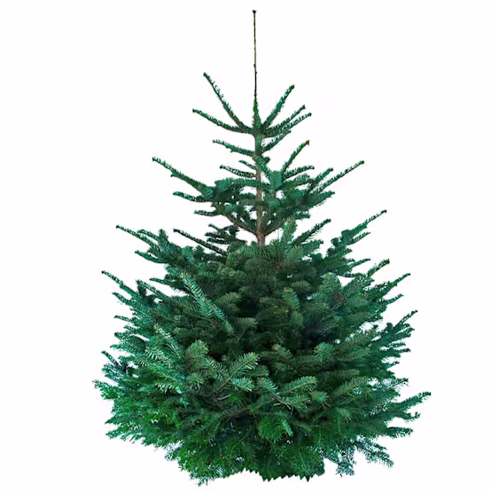 26 Natürlicher Nordmann-Weihnachtsbaum 160–180 cm, mit Loch im Stamm – Bild 1