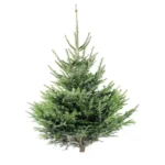 Natürlicher Nordmann-Weihnachtsbaum – 100 bis 150 cm