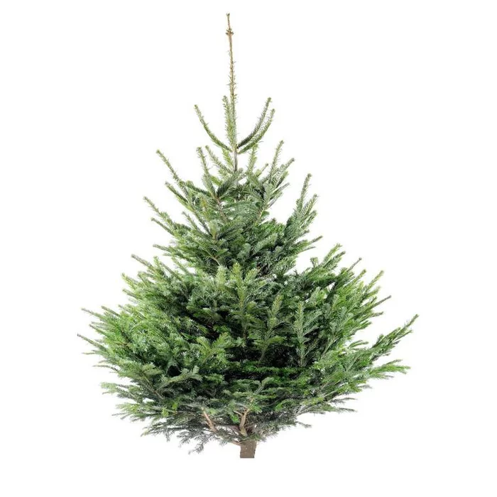 29 Natürlicher Nordmann-Weihnachtsbaum – 100 bis 150 cm – Bild 1